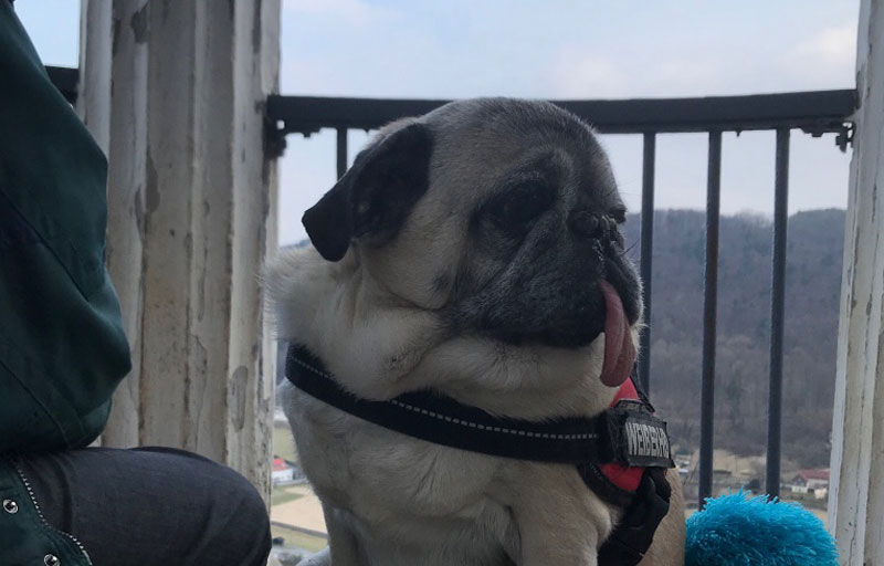 dog